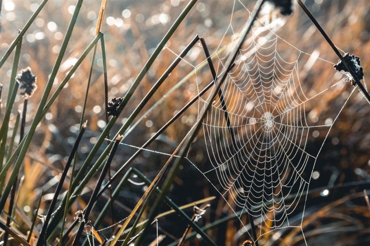 2026 Web Design Trends Nature Distilled Aesthetic